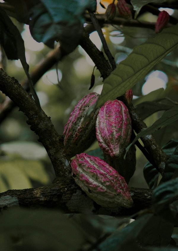 Comment organiser une visite des plantations de cacao au Costa Rica ?